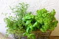 Herbs in wicker handbasket on white rustic background Royalty Free Stock Photo