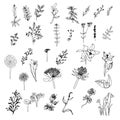 Herbs and wild floweres. Set of botany flowers