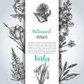 Herbs and wild flowers background Vintage collection of Plants Vector illustrations in sketch style