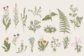 Herbs and Wild Flowers. Botany. Set. Royalty Free Stock Photo