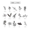 Herbs and Wild Flowers. Botany. 15 Set. Vintage flowers. Vector illustration Royalty Free Stock Photo