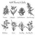 Herbs and Wild Flowers. Vector drawing set. Isolated meadow plants and leaves. Vintage flower. Floral illustration in Royalty Free Stock Photo