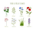 Herbs and wildflowers vector set