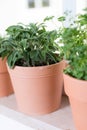 Herbs on a window sill Royalty Free Stock Photo