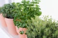 Herbs on a window sill Royalty Free Stock Photo