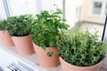 Herbs on a window sill Royalty Free Stock Photo