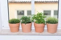 Herbs on a window sill Royalty Free Stock Photo