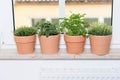 Herbs on a window sill Royalty Free Stock Photo