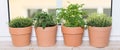 Herbs on a window sill Royalty Free Stock Photo