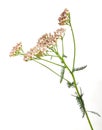 Herbs yarrow flowers