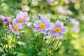 Pink autumn anemones in a garden Royalty Free Stock Photo
