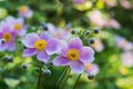 Pink autumn anemones in a garden Royalty Free Stock Photo
