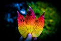 Herbstblatt Royalty Free Stock Photo