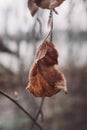 Autumn leaf with ice crystals