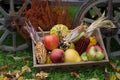 Colorful harvest time in the garden Royalty Free Stock Photo