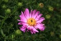 Herbstgruss vom Bresserhof , Aster dumosus Royalty Free Stock Photo