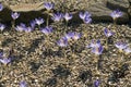 Herbstkrokus, Crocus speciosus Royalty Free Stock Photo