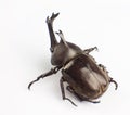 Hercules Beetle