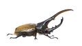 Hercules beetle against white background