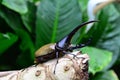 Hercules beetle aka rhino beetle world`s largest extant beetle. Royalty Free Stock Photo