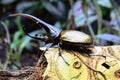 Hercules beetle aka rhino beetle world`s largest extant beetle. Royalty Free Stock Photo