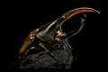 Hercules beetle (Dynastes hercules) Royalty Free Stock Photo