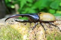 Hercules beetle Royalty Free Stock Photo