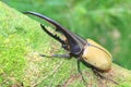 Hercules beetle