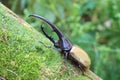 Hercules beetle