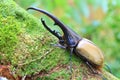Hercules beetle Royalty Free Stock Photo