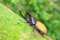 Hercules beetle Royalty Free Stock Photo