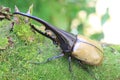 Hercules beetle