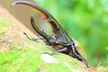 Hercules beetle Royalty Free Stock Photo