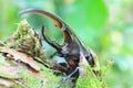 Hercules beetle