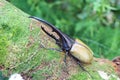 Hercules beetle