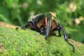 Hercules beetle