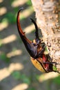 Hercules beetle Royalty Free Stock Photo