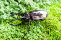 Hercules beetle (Dynastes hercules) in rain forest Royalty Free Stock Photo