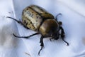 Hercules Beetle Royalty Free Stock Photo