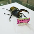 Hercules beetle with a 10 follower special sign