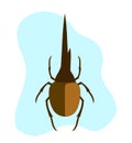 Hercules Beetle Insect