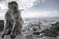 Monkey of Gibraltar