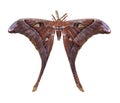 Hercules Moth isolated on white background