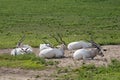 A herd of Addax resting on the ground