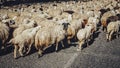 herd of adorable white sheep walking Royalty Free Stock Photo