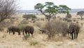Herd adult and child elephants walking
