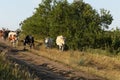 A herd of adult cows return home from pasture under supervision in evening of shepherds. Cows run a rural road