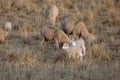 Herd of adult sheep and young lambs grazing in a yellow grassland