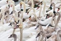 Herd of adult and young swans on the river in winter Royalty Free Stock Photo