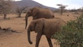 Herd African Adult Elephants Goes Through the Arid Brown Earth Samburu Reserve